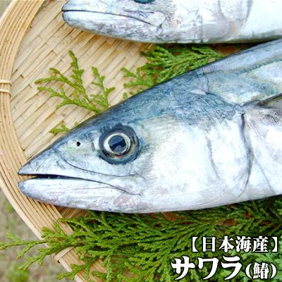 本物を追求する フォーシーズン 本店 鮮魚 サワラ鰆 サゴシ 生 1匹 400ｇ程度 鳥取県産