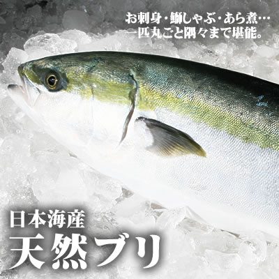 本物を追求する フォーシーズン 本店 本日の朝獲れ情報 日本海産 天然ブリ 生 1匹 4ｋｇ前後 お刺身 塩焼き 本日の目玉品