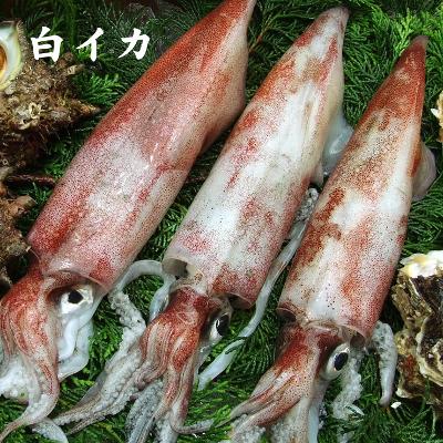 本物を追求する フォーシーズン 本店 本日の朝獲れ情報 白イカ 生 1杯 0 290ｇ程度 鳥取県産 お刺身用 最高級烏賊 甘くて加熱しても柔らかおススメです 本日の目玉品